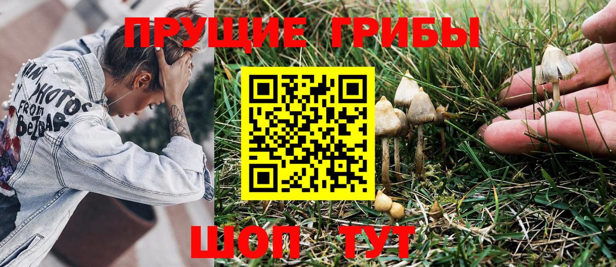 Галлюциногенные грибы Psilocybine cubensis  Псилоцибиновые грибы GOLDEN TEACHER  Отрадное  Вход с VPN 